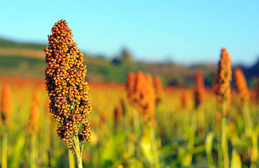 Sorghum vs. Molasses